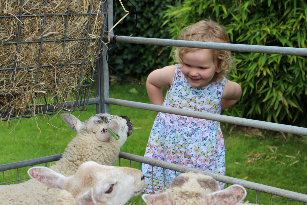 Farm Animals Visit Nursery